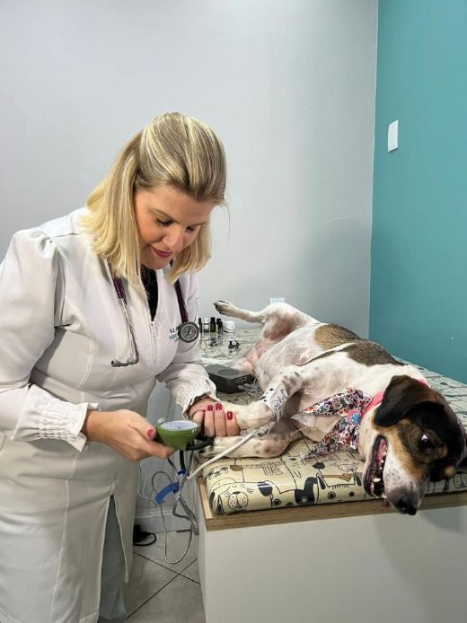 Dra. Adriana Klein examinando um cão