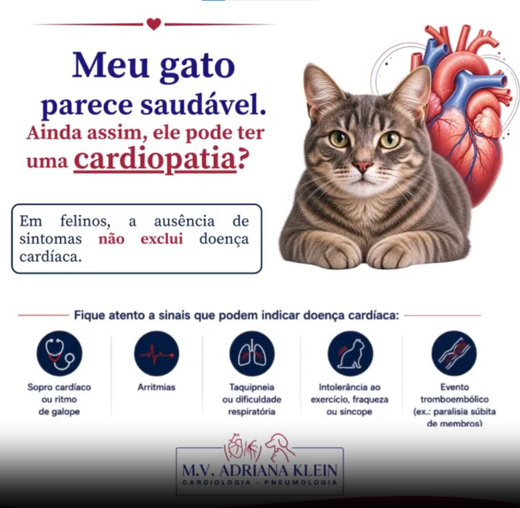 Meu gato parece saudável, ainda assim ele pode ter uma cardiopatia?